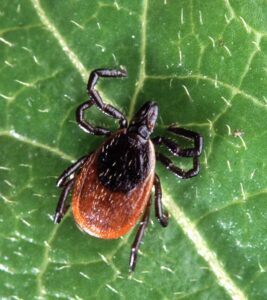 Close-up of an adult deer tick (Ixodes scapularis)