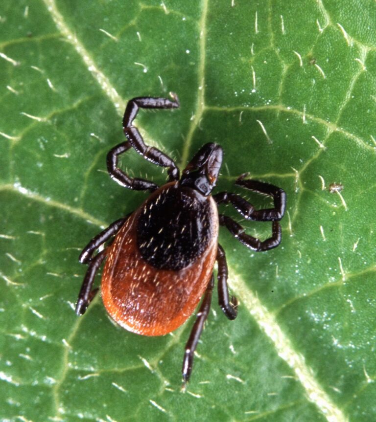 Ticks, a common pest treated by our Alabama pest control team