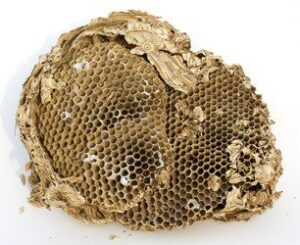 A wasp nest removed from a home