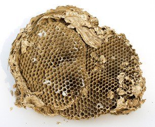 Wasp & Hornet Control in Abbotsford