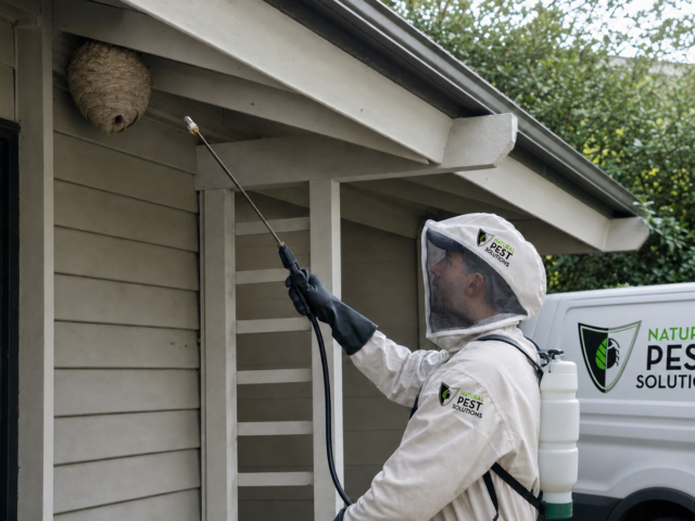 Natural Pest Solutions — a pest control technician in protective gear cautiously approaching a wasp nest under a porch eave
